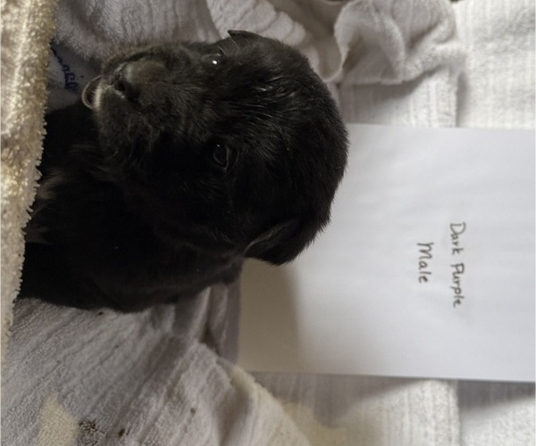 Medium Photo #8 Bernese Mountain Dog-Unknown Mix Puppy For Sale in KIRKSVILLE, MO, USA