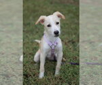 Small Photo #2 Feist Terrier-Jack Russell Terrier Mix Puppy For Sale in Cookeville, TN, USA