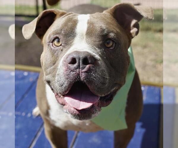 Medium Photo #1 American Staffordshire Terrier-Unknown Mix Puppy For Sale in San Antonio, TX, USA