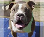 Small American Staffordshire Terrier Mix