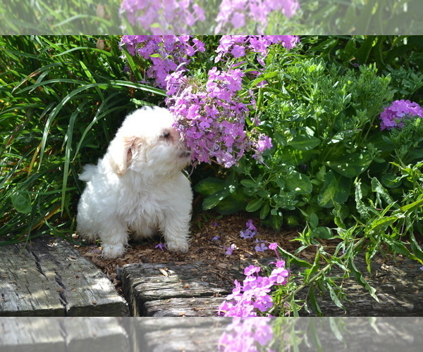 Medium Photo #3 Mal-Shi Puppy For Sale in GREENWOOD, WI, USA