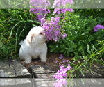 Small #2 Mal-Shi