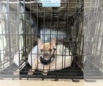 Alfie - Male French Bulldog Puppy for Sale - Photo #3