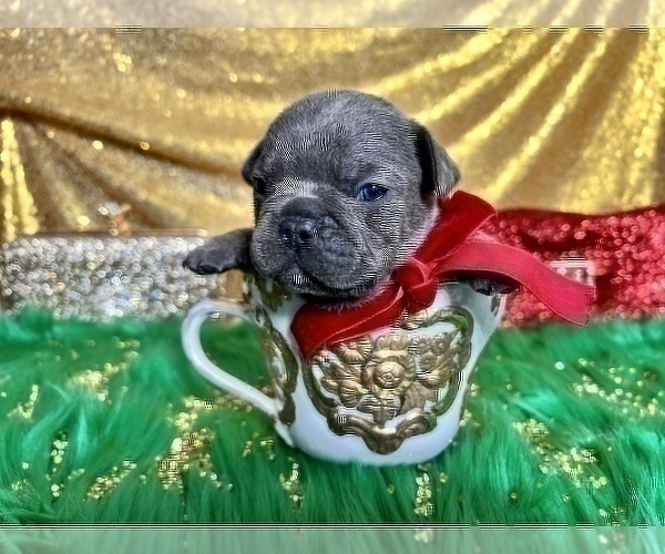 Medium Photo #75 French Bulldog Puppy For Sale in HAYWARD, CA, USA