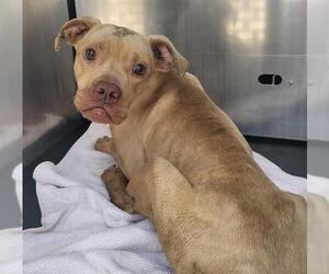 American Staffordshire Terrier-Unknown Mix Dogs for adoption in San Antonio, TX, USA