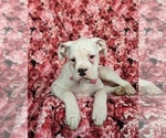 Small Photo #9 Boxer Puppy For Sale in KIRKWOOD, PA, USA