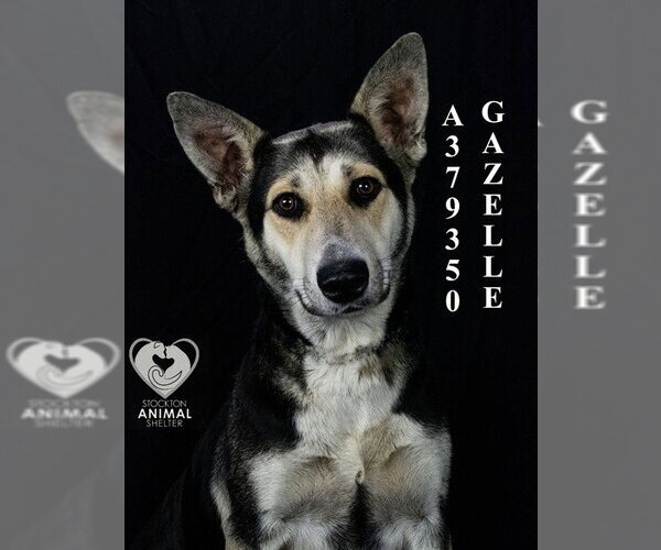 Medium Photo #2 German Shepherd Dog Puppy For Sale in Stockton, CA, USA