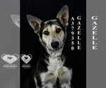 Small #1 German Shepherd Dog