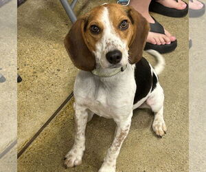 Beagle Dogs for adoption in Batavia, OH, USA