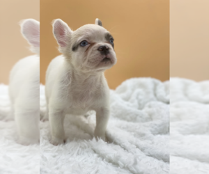 French Bulldog Puppy for sale in KENILWORTH, IL, USA