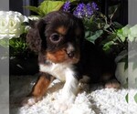 Puppy Puppy 4 Cavalier King Charles Spaniel