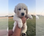 Puppy Red Golden Retriever