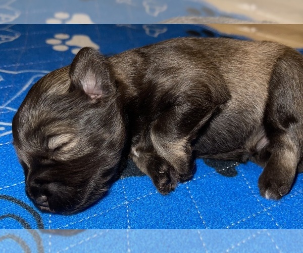 Medium Photo #3 Schnauzer (Miniature) Puppy For Sale in PFLUGERVILLE, TX, USA