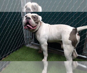 Mutt Dogs for adoption in Downey, CA, USA