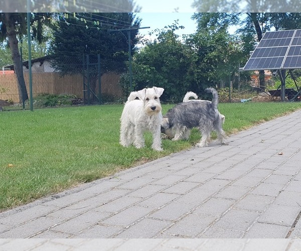 Medium Photo #13 Schnauzer (Miniature) Puppy For Sale in Hatvan, Heves, Hungary
