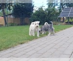 Small #12 Schnauzer (Miniature)