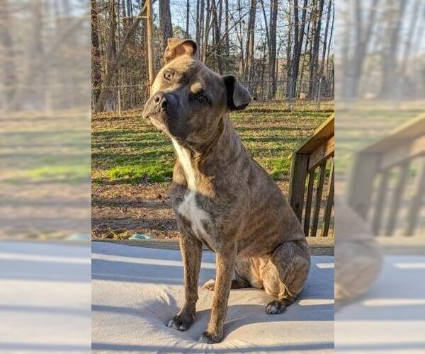 Medium Photo #7 American Pit Bull Terrier-Unknown Mix Puppy For Sale in Cary, NC, USA