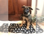 Small Photo #26 German Shepherd Dog Puppy For Sale in HAMILTON, NJ, USA