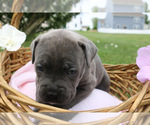 Small #8 Cane Corso