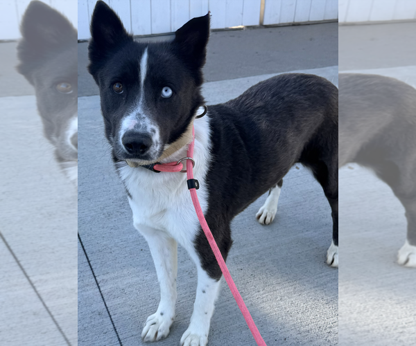Medium Photo #1 Australian Shepherd-Unknown Mix Puppy For Sale in Newport Beach, CA, USA
