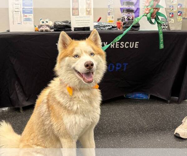 Medium Photo #2 Siberian Husky Puppy For Sale in Carrollton, TX, USA