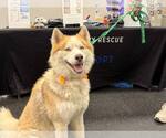Small #1 Siberian Husky