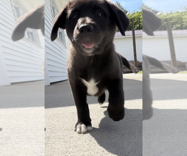 Medium Photo #3 Labrador Retriever-Unknown Mix Puppy For Sale in Aurora, IN, USA