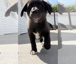Small #2 Labrador Retriever Mix
