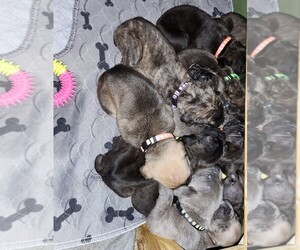 Cane Corso Puppy for sale in CAMBY, IN, USA