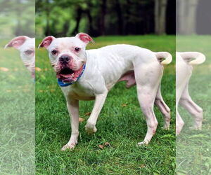 Bulloxer Dogs for adoption in Westminster, MA, USA