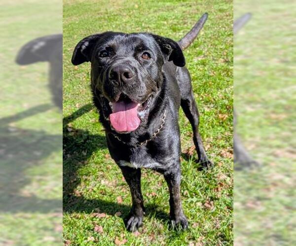 Medium Photo #1 English Shepherd Puppy For Sale in Akron, OH, USA