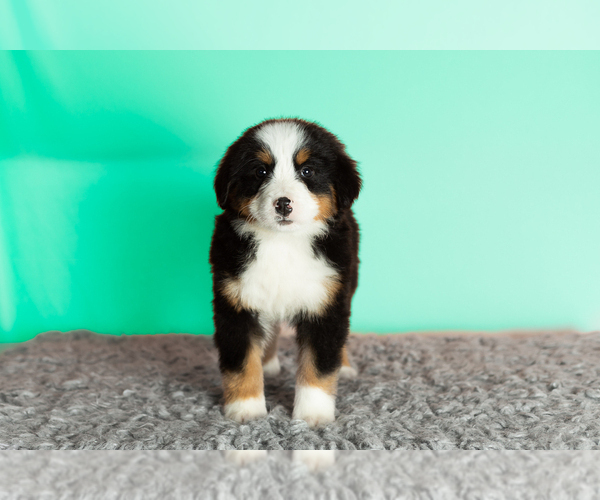 Medium Photo #2 Bernese Mountain Dog Puppy For Sale in WOLCOTTVILLE, IN, USA