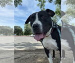 Small #4 American Pit Bull Terrier Mix