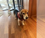 Small #4 Beagle