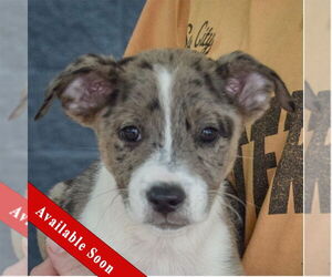 Australian Shepherd-Unknown Mix Dogs for adoption in Huntley, IL, USA
