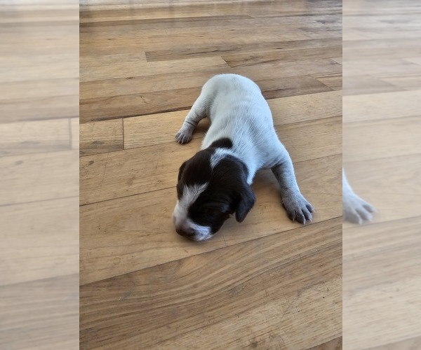 Medium Photo #1 German Shorthaired Pointer Puppy For Sale in EVANSVILLE, WY, USA