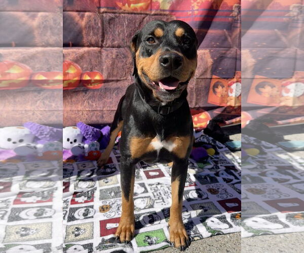 Medium Photo #1 Rotterman Puppy For Sale in Lake Elsinore, CA, USA