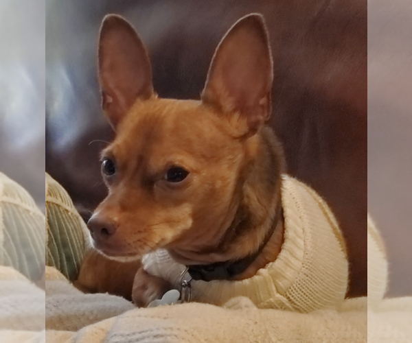 Medium Photo #2 Chiweenie Puppy For Sale in Fruitland, SC, USA