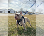 Small Photo #3 French Bulldog Puppy For Sale in HOLMEN, WI, USA