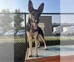 Small Photo #2 German Shepherd Dog-Unknown Mix Puppy For Sale in Elk Grove, CA, USA