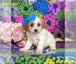 Cavapoo Puppy for sale in RED LION, PA, USA