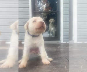 Labrador Retriever Puppy for sale in WILDWOOD, FL, USA