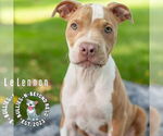 Small Photo #13 Staffordshire Bull Terrier-Unknown Mix Puppy For Sale in Omaha, NE, USA