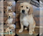 Small Photo #8 Golden Retriever Puppy For Sale in SALISBURY, NC, USA