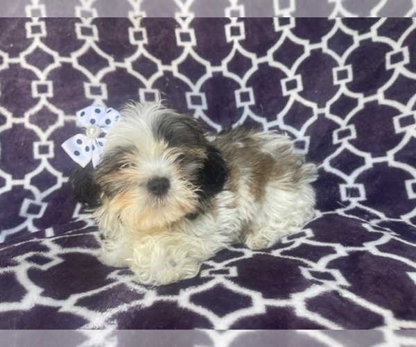 Medium Photo #8 Zuchon Puppy For Sale in LAKELAND, FL, USA