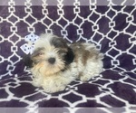Small Photo #8 Zuchon Puppy For Sale in LAKELAND, FL, USA
