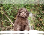 Small #9 ShihPoo