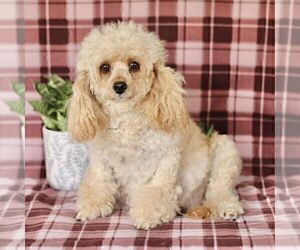 Mother of the Cavapoo puppies born on 01/24/2025
