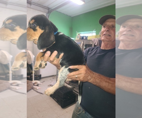 Medium Photo #9 Beagle Puppy For Sale in MONROEVILLE, NJ, USA