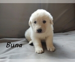 Puppy 9 Anatolian Shepherd-Great Pyrenees Mix